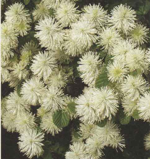 H&ouml;yhenpensas